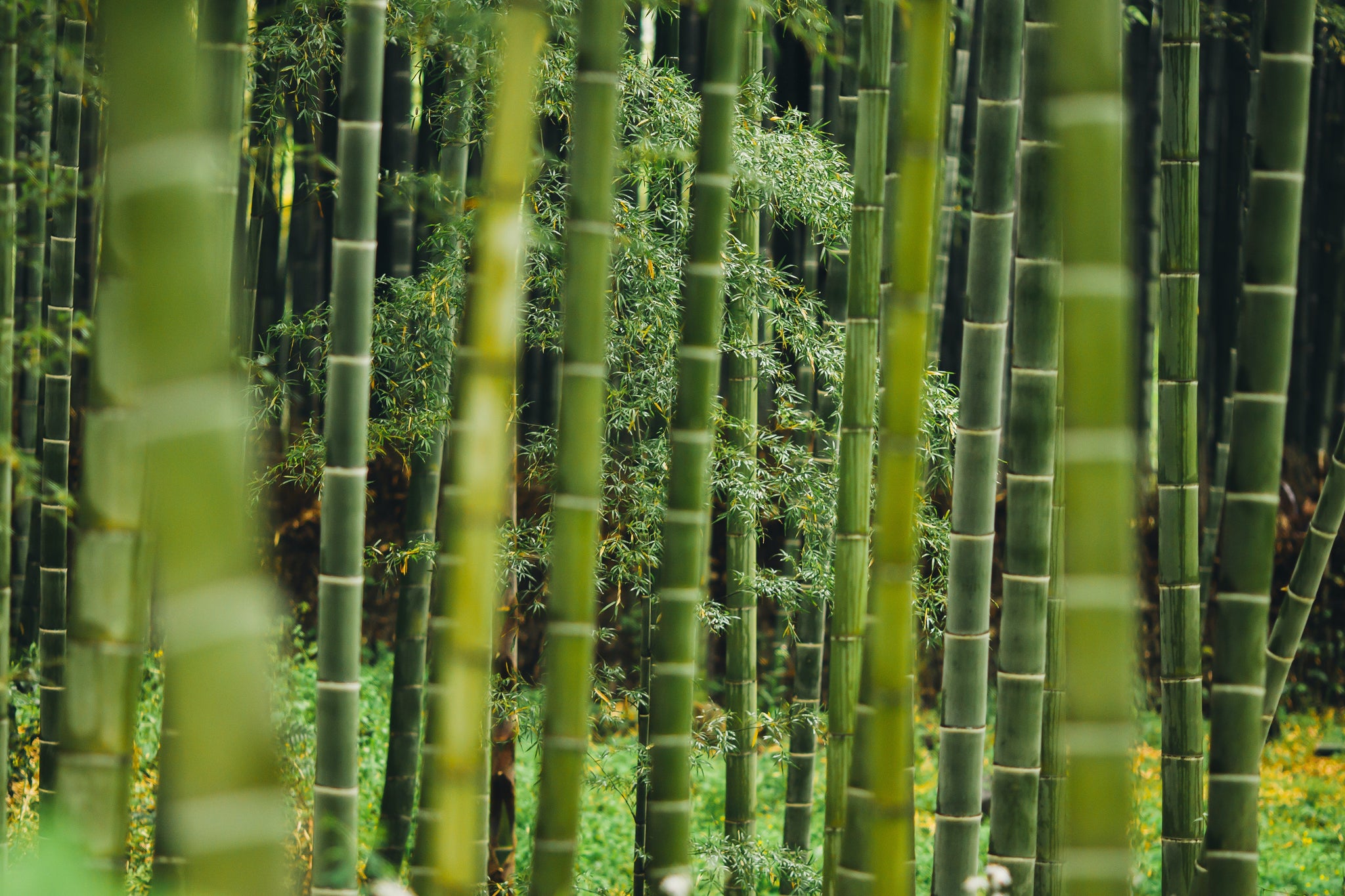 Why Bamboo Tea Can Help You Regrow Hair ?